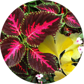 Ginkgo biloba ingredient