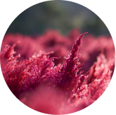 Astaxanthin ingredient